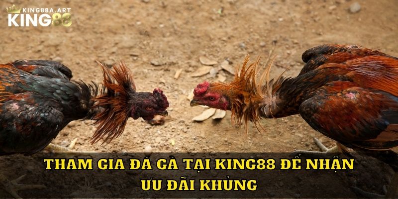 Tham gia đá gà tại King88 để nhận ưu đãi khủng