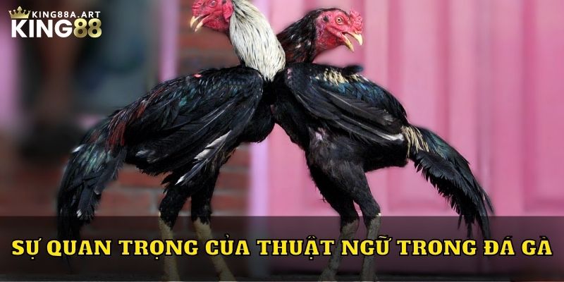 Sự quan trọng của thuật ngữ trong đá gà