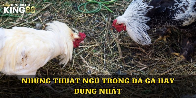 Những thuật ngữ trong đá gà hay dùng nhất